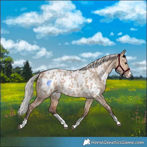 Horse Color:Silver Brown Dun Near Leopard 