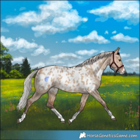 Horse Color:Silver Brown Dun Near Leopard