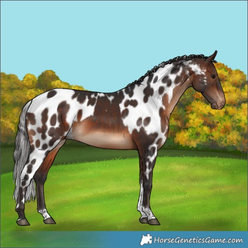 Horse Color:Brown Tobiano Skewed Appaloosa 