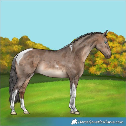Horse Color:Bay Dun Merle Tobiano
