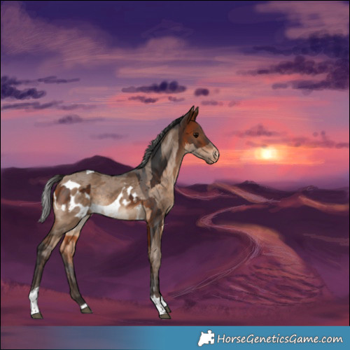 Horse Color:Bay Tobiano  and Bay Dun Merle Tobiano Skewed Appaloosa 