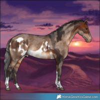Horse Color:Bay Tobiano  and Bay Dun Merle Tobiano Skewed Appaloosa 