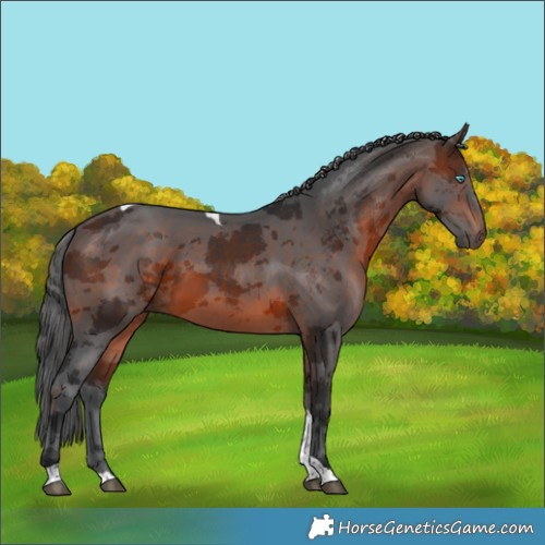 Horse Color:Brown Merle Tobiano 