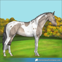Horse Color:Brown Dun Merle Tobiano 