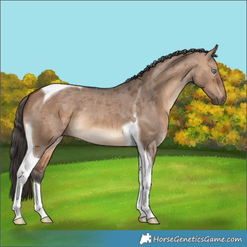 Horse Color:Bay Dun Merle Tobiano 
