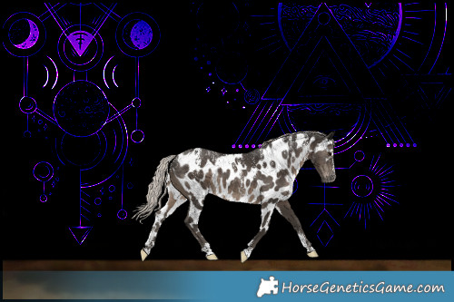 Horse Color:Powder White Gray Silver Black Skewed Appaloosa 