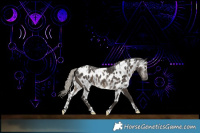 Horse Color:Powder White Gray Silver Black Skewed Appaloosa 