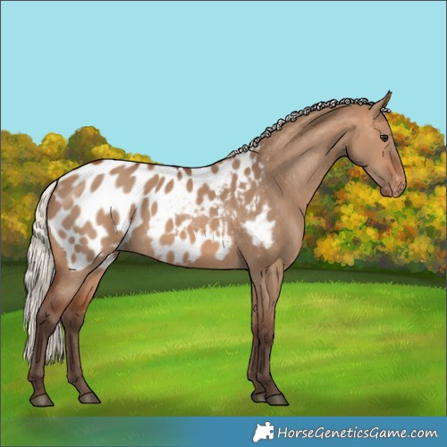 Horse Color:Silver Brown Dun Near Leopard