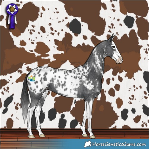 Horse Color:Black Sabino Splash Blanket 