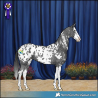 Horse Color:Black Sabino Splash Appaloosa 