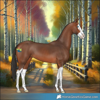 Horse Color:Bay Splash 