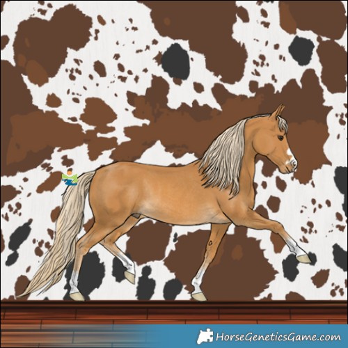 Horse Color:Palomino Rabicano 