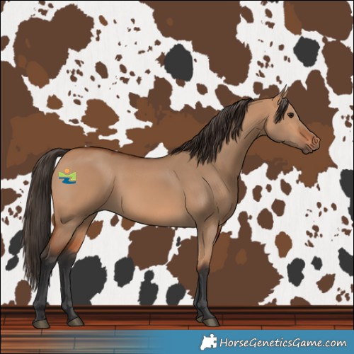 Horse Color:Bay Dun Rabicano 