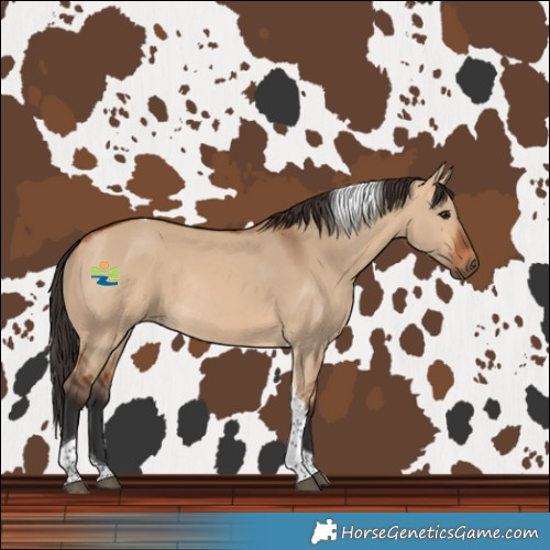 Horse Color:Bay Dun Tobiano Rabicano 
