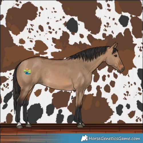 Horse Color:Bay Dun Rabicano 