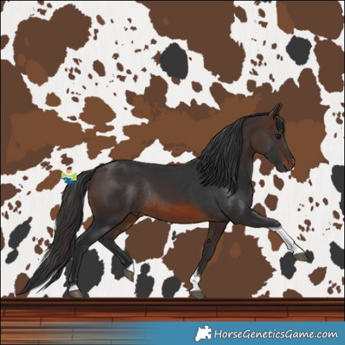 Horse Color:Brown Tobiano Rabicano 