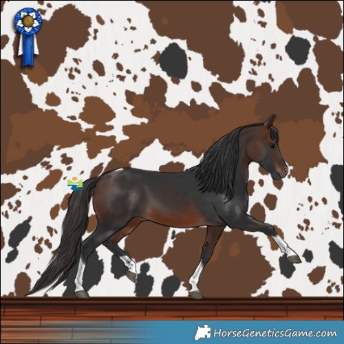 Horse Color:Brown Tobiano 