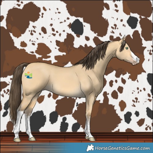 Horse Color:White Spotted Amber Cream Champagne Dun 