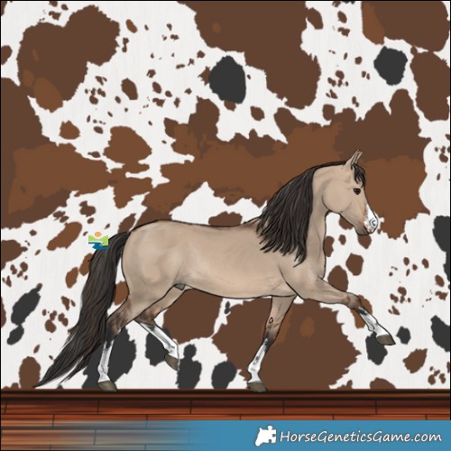 Horse Color:White Spotted Brown Dun Rabicano 