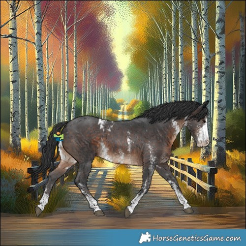 Horse Color:Brown Sabino Skewed Appaloosa 