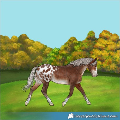 Horse Color:Silver Bay Blanket Rabicano 