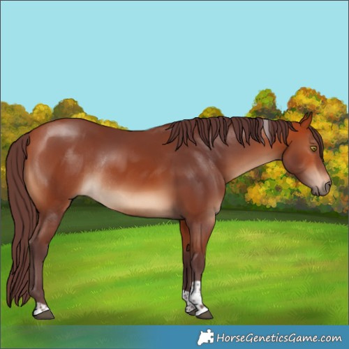 Horse Color:Chocolate Bay Tobiano Rabicano 
