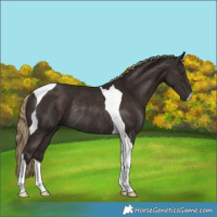 Horse Color:Liver Chestnut Tobiano Rabicano 
