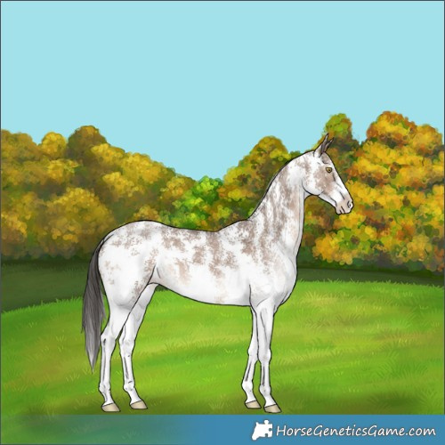 Horse Color:Liver Red Dun Sabino Rabicano Brindle 