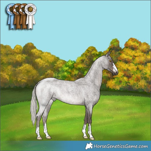 Horse Color:Silver Blue Roan Rabicano 