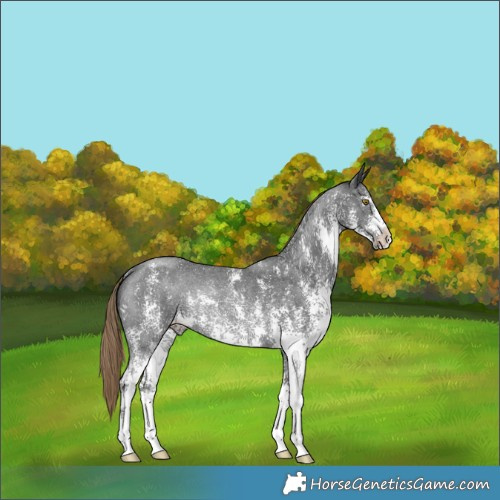 Horse Color:Liver Chestnut Sabino Rabicano 