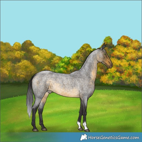 Horse Color:Buckskin Roan 