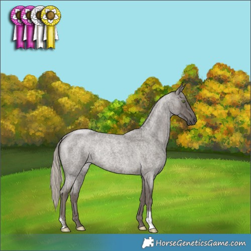 Horse Color:Silver Smoky Blue Roan Rabicano 