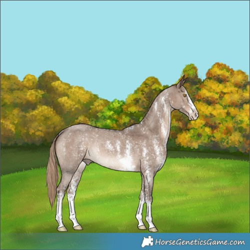 Horse Color:Liver Red Dun Sabino Rabicano Brindle 
