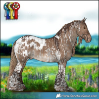 Horse Color:Liver Red Roan Appaloosa and Liver Red Dun Tobiano Appaloosa
