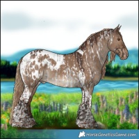 Horse Color:Liver Red Roan Appaloosa and Liver Red Dun Tobiano Appaloosa