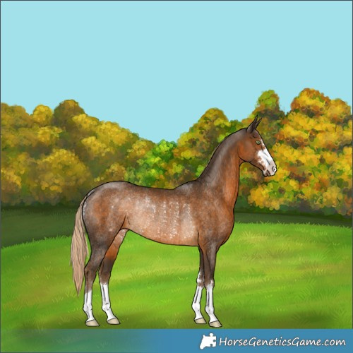 Horse Color:Chocolate Palomino Rabicano