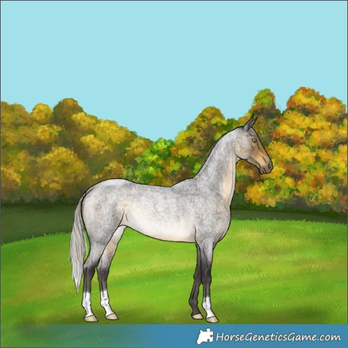 Horse Color:Silver Buckskin Roan Rabicano 