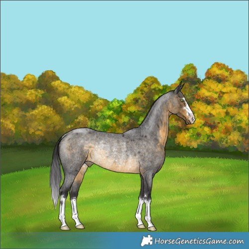 Horse Color:Buckskin Roan Rabicano 