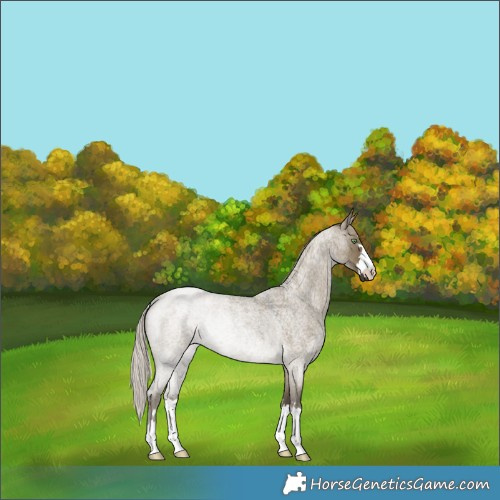 Horse Color:Silver Smoky Grullo Roan Rabicano 