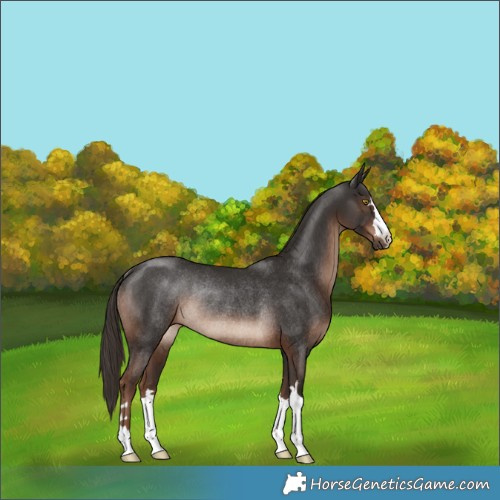 Horse Color:Liver Chestnut Rabicano 