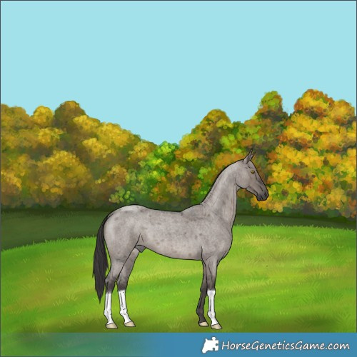Horse Color:Smoky Grullo Roan 