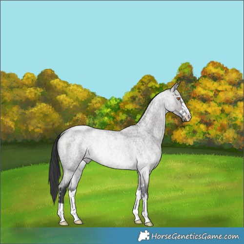 Horse Color:Grullo Roan Rabicano Brindle 