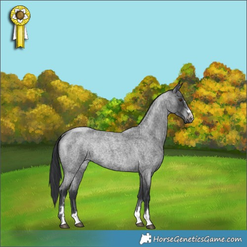 Horse Color:Blue Roan Rabicano