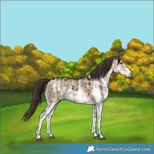 Horse Color:Liver Red Dun Sabino Rabicano Brindle 