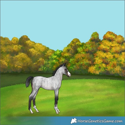 Horse Color:Brown Roan 