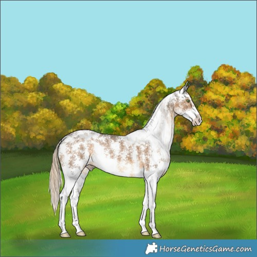 Horse Color:Chocolate Palomino Sabino Rabicano 