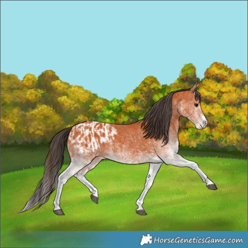 Horse Color:White Spotted Bay Splash  and White Spotted Bay Splash Appaloosa 
