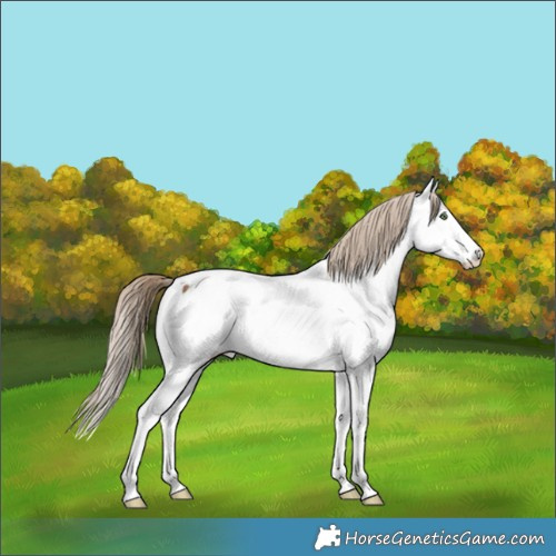 Horse Color:Chocolate Palomino Splash Appaloosa 