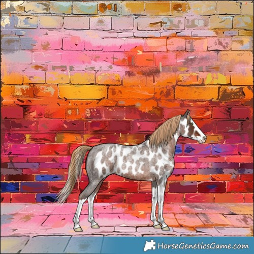 Horse Color:Liver Red Roan Splash Skewed Appaloosa 