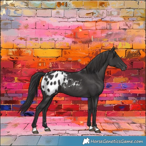 Horse Color:Smoky Black Appaloosa 